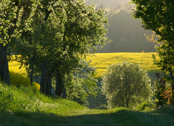 Landschaft in sommerlicher Farbenpracht im Naturpark Kellerwald-Edersee in der Nähe vom Hotel Landhotel Kern in Bad Zwesten